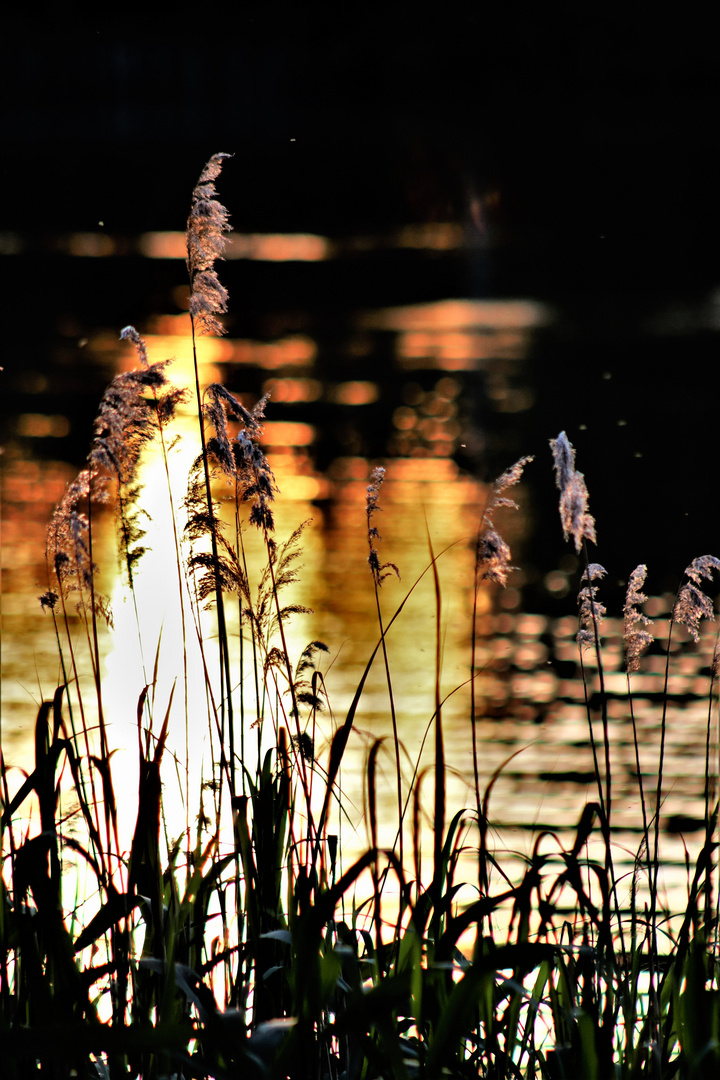 Abendsonne am Teich