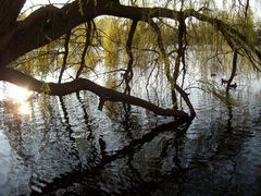 Abendsonne am Teich