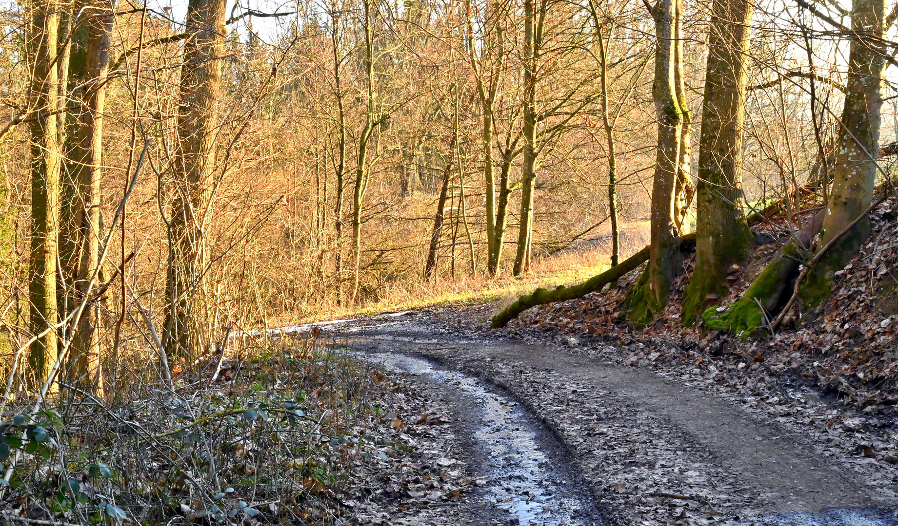 Abendsonne am Wald "Wolfshälde"