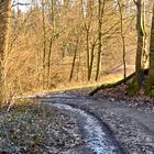 Abendsonne am Wald "Wolfshälde"