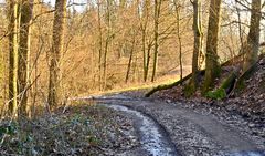 Abendsonne am Wald "Wolfshälde"