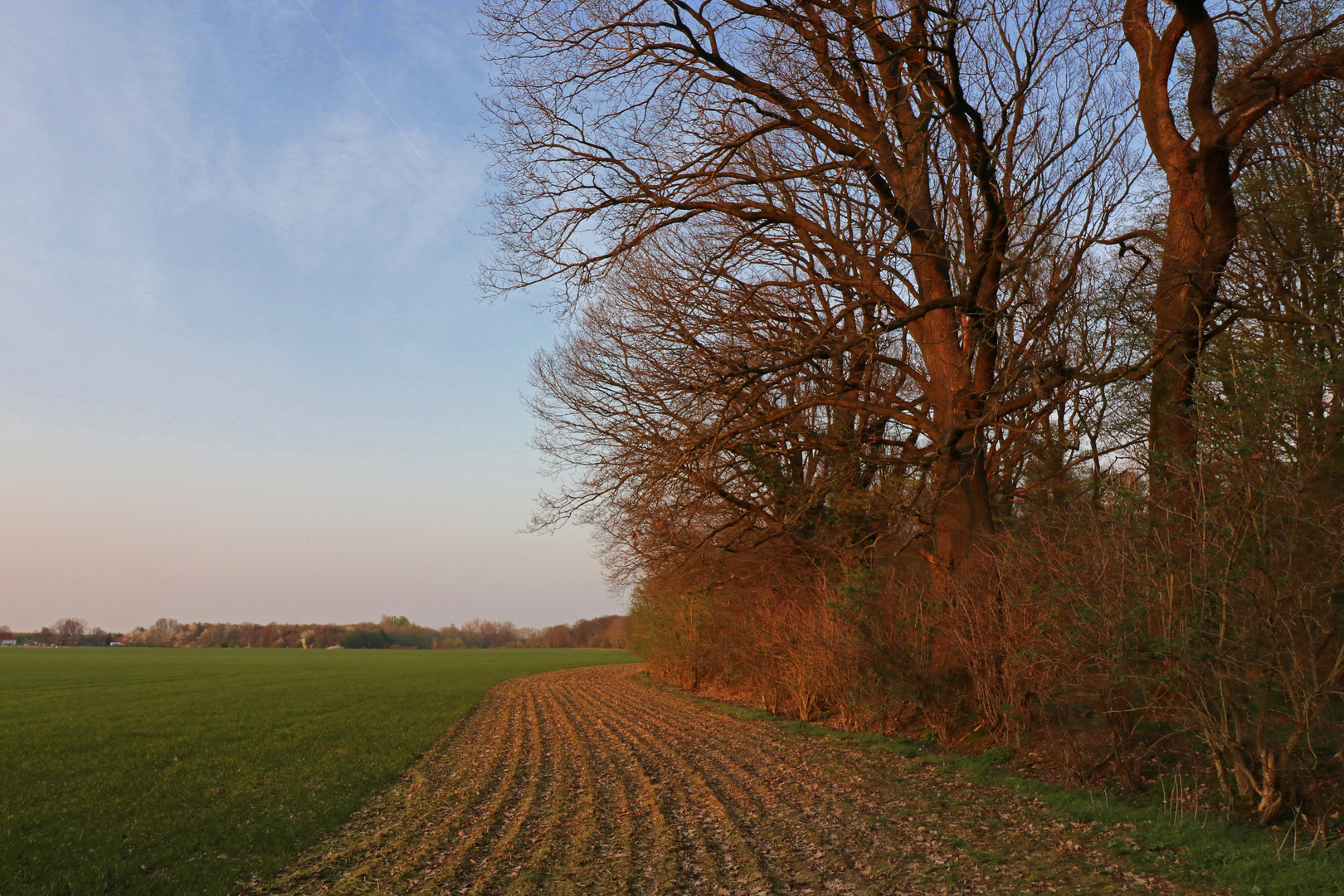 Abendsonne am Waldrand