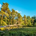 Abendsonne an der Waldlichtung