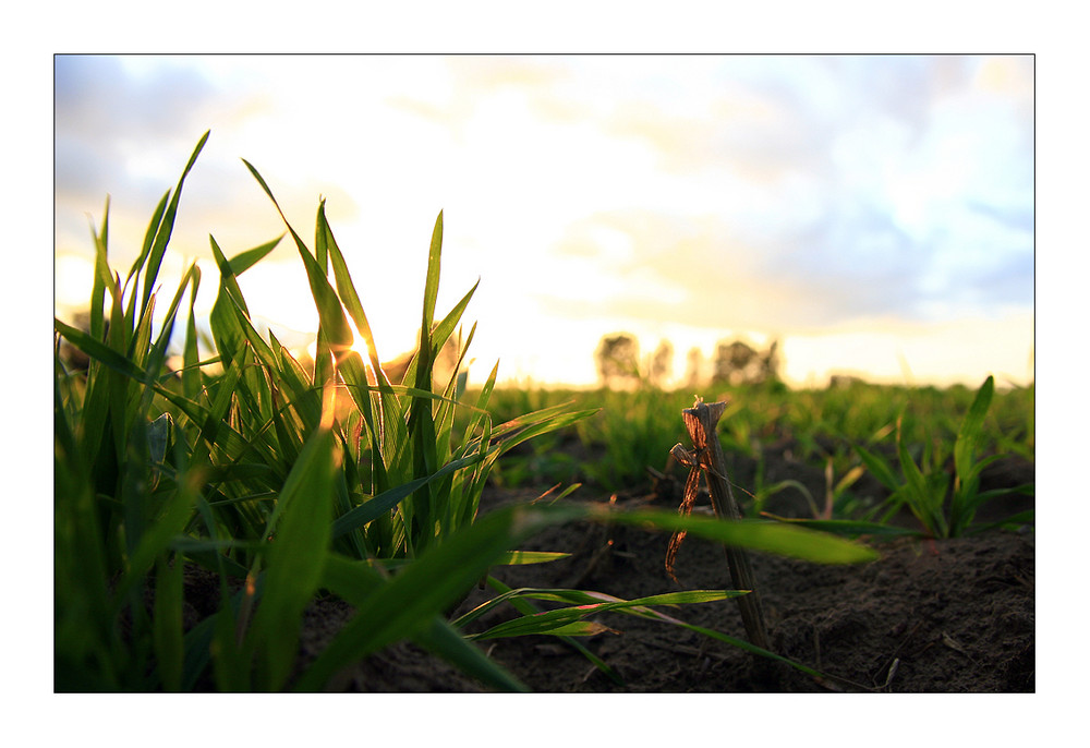 abendsonne an grün