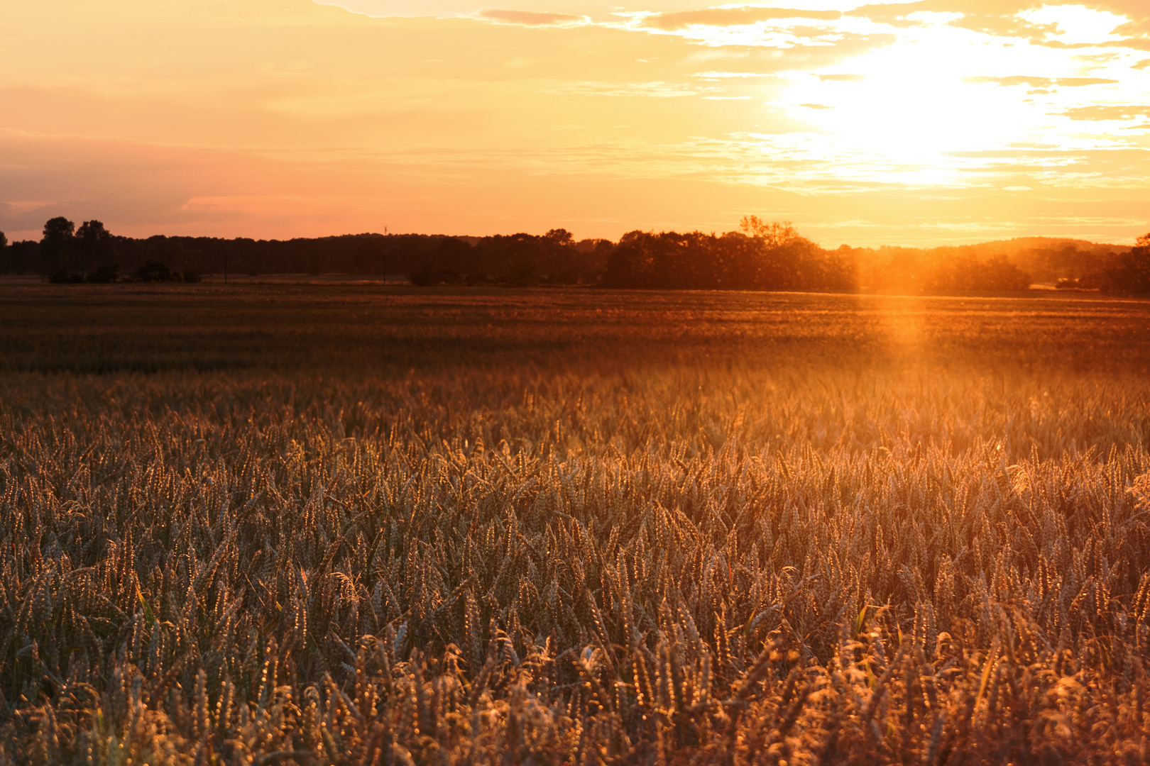 Abendsonne auf dem Kornfeld