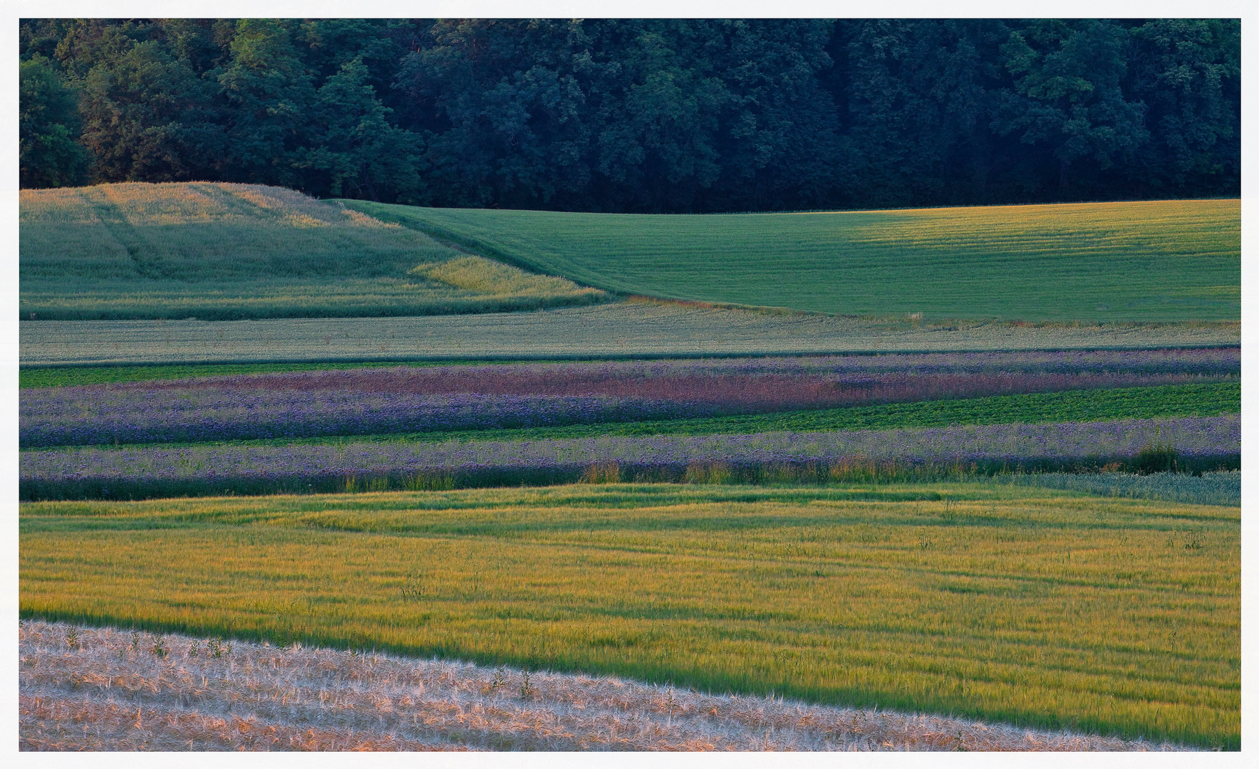 Abendsonne auf den Feldern