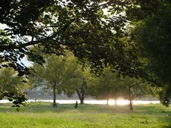 Abendsonne auf der Maaraue