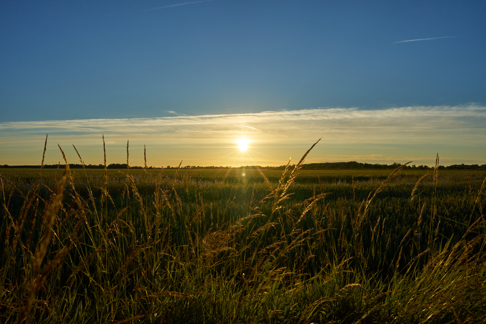 Abendsonne auf Fehmarn