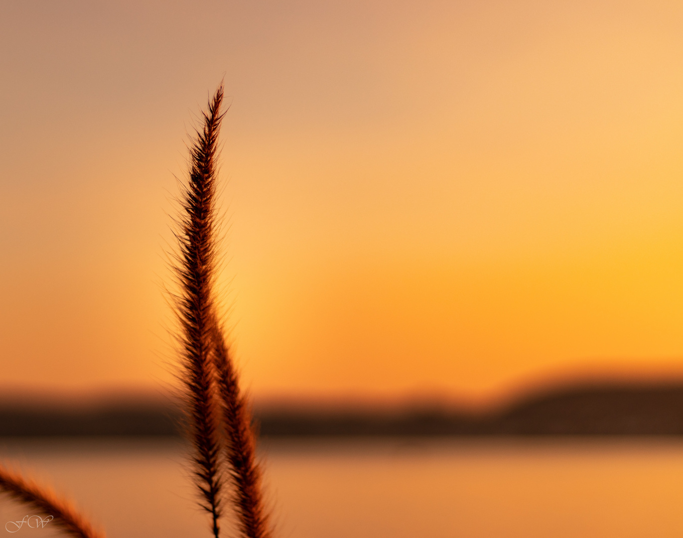 Abendsonne auf Gras