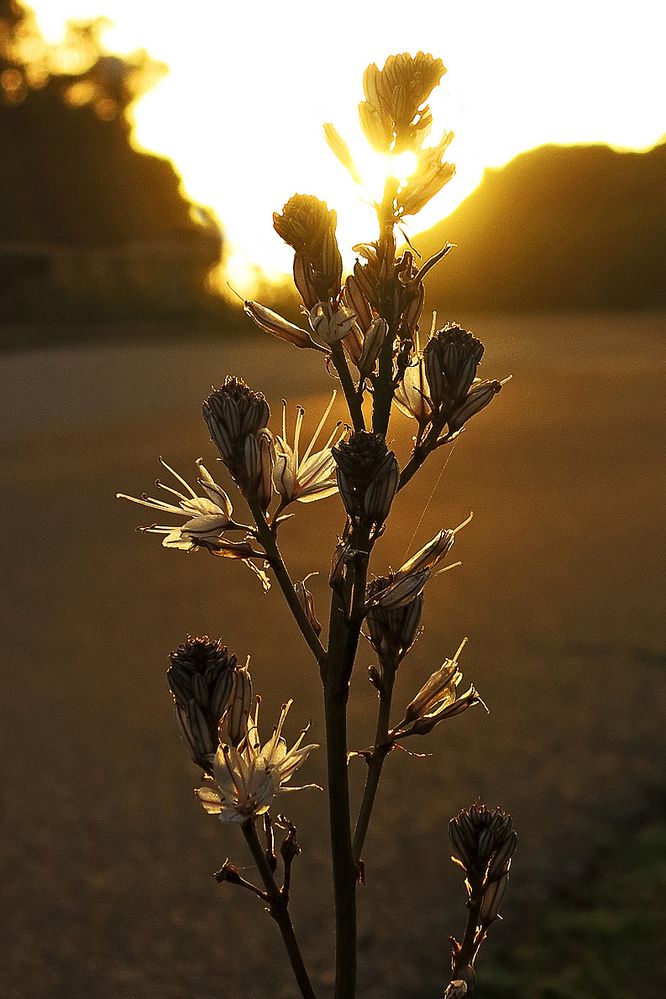 Abendsonne bringt die Asphodelenblüten zum Leuchten / Il sole di sera accende i fiori dell'asfodelo