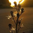 Abendsonne bringt die Asphodelenblüten zum Leuchten / Il sole di sera accende i fiori dell'asfodelo