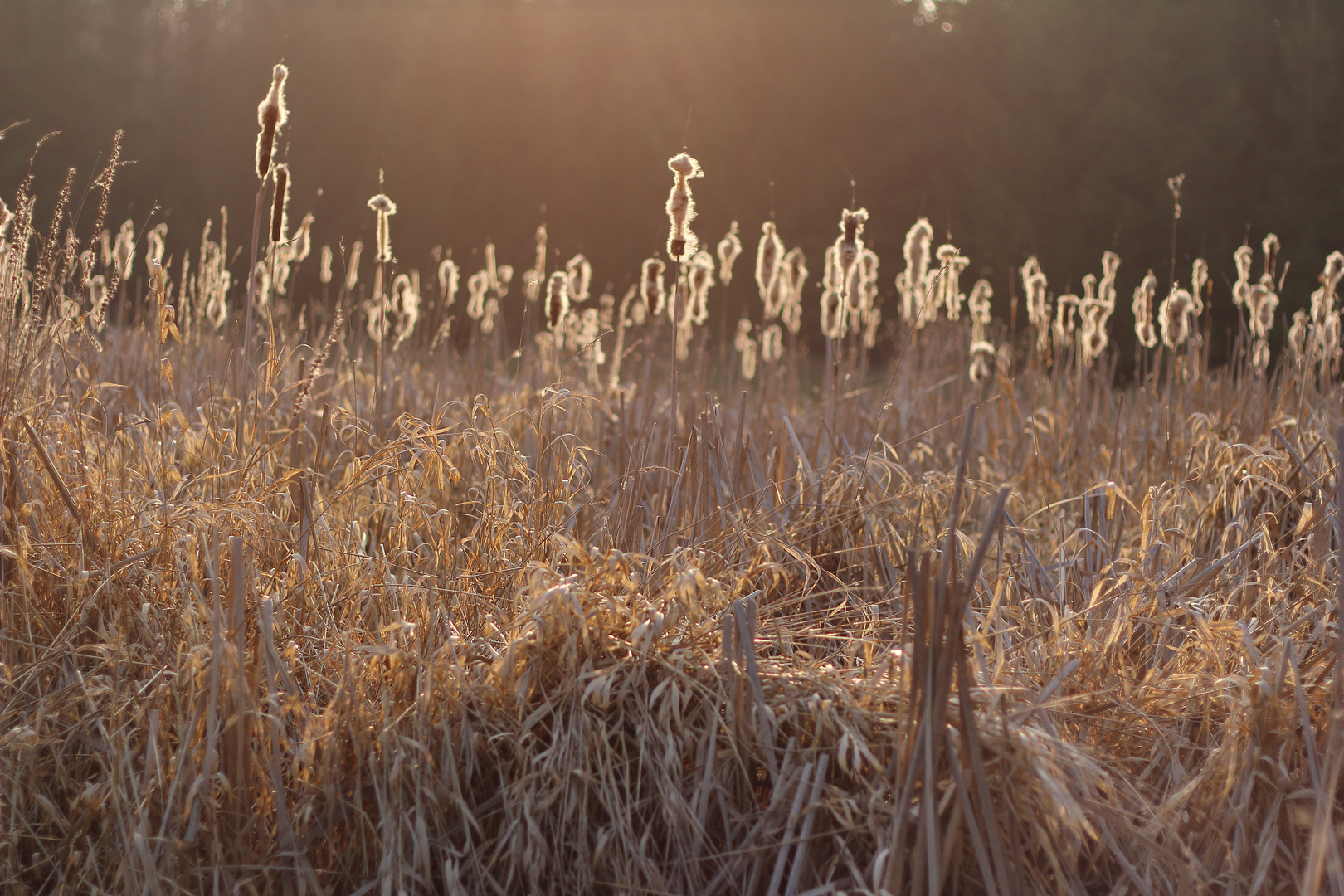 Abendsonne