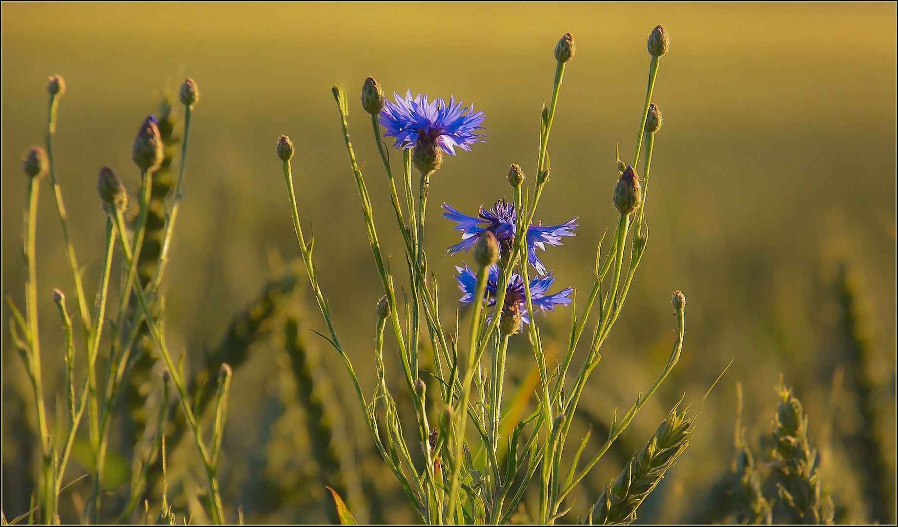 Abendsonne dated Kornblume