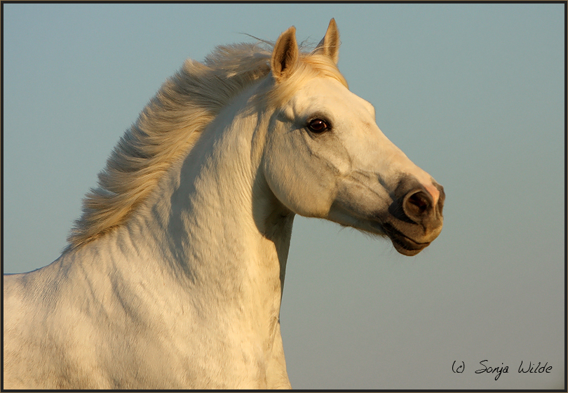 Abendsonne