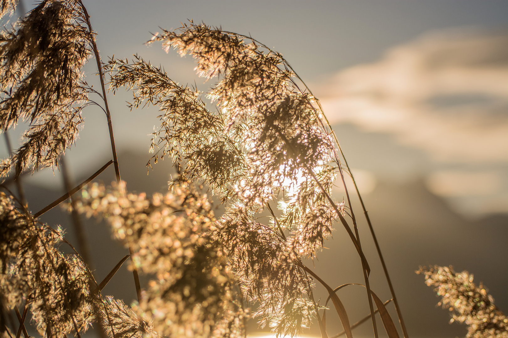 pflanzen für abendsonne