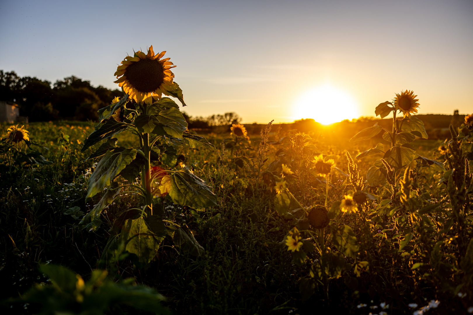 Abendsonne