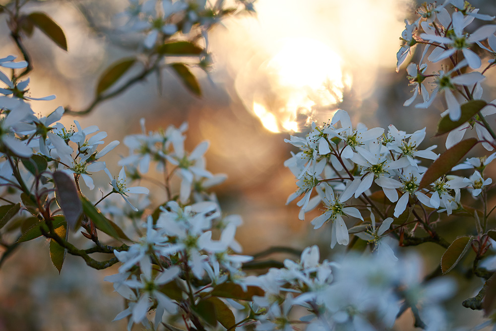 Abendsonne-Felsenbirne