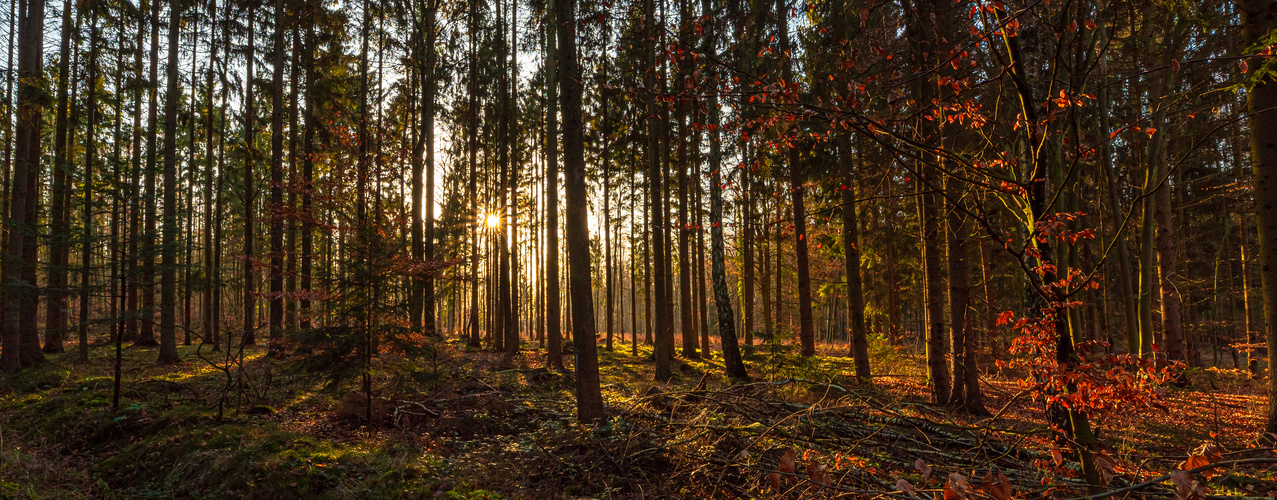 Abendsonne füllt den Wald