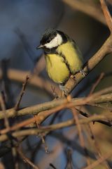 Abendsonne - für die Meis ne Wonne