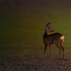  Abendsonne genießen!