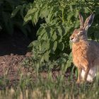 Abendsonne genießen….