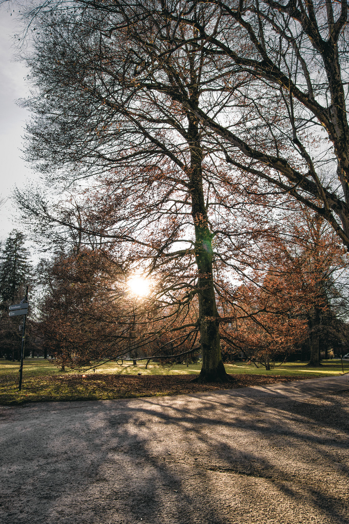 Abendsonne hinter dem Baum