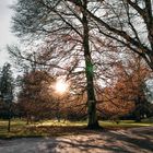 Abendsonne hinter dem Baum