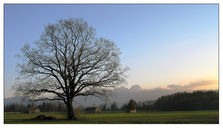 Abendsonne im Advent