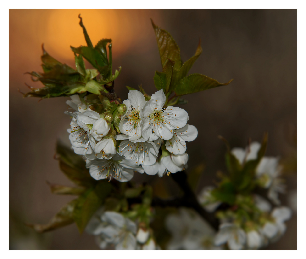 Abendsonne im April