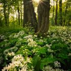 Abendsonne im Bärlauchwald