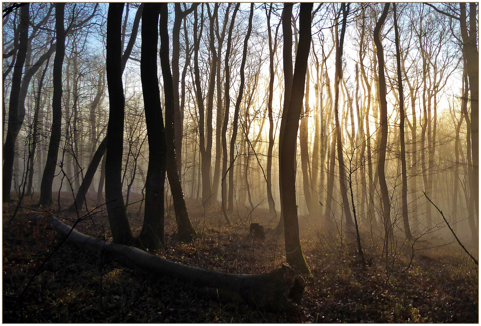 Abendsonne im Dezember ....