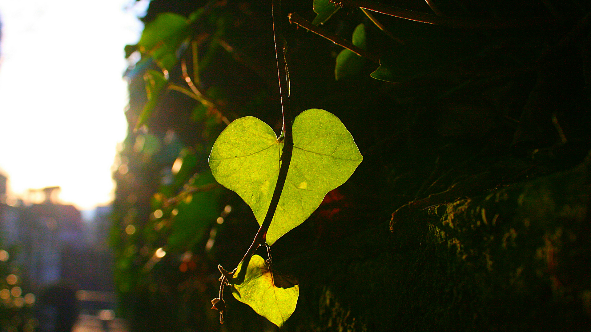 Abendsonne im Efeublatt