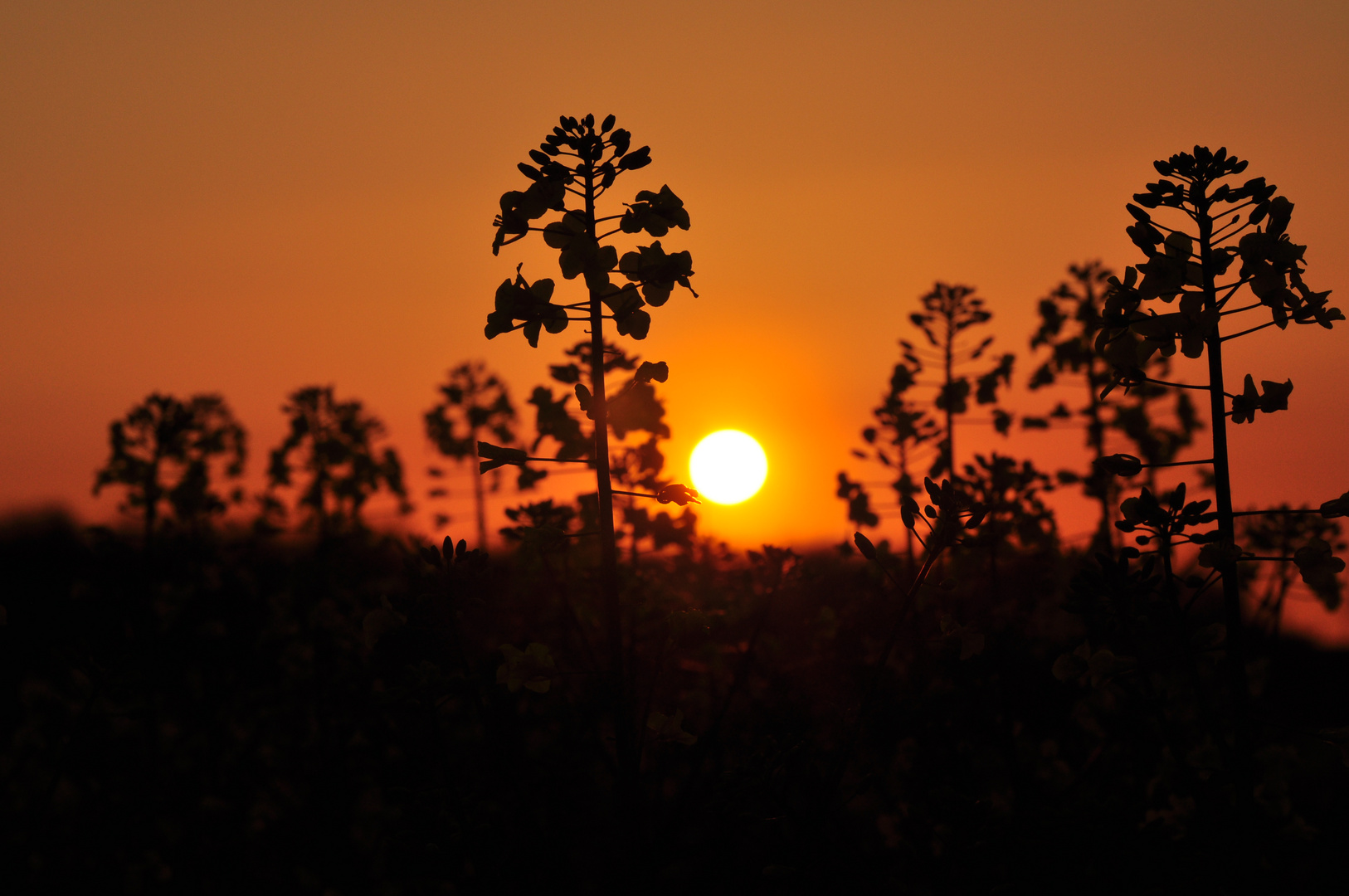 Abendsonne im Feld