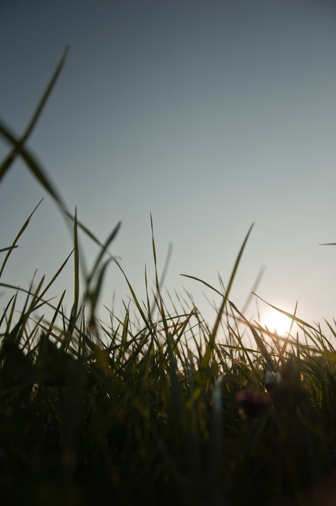 Abendsonne im Gras