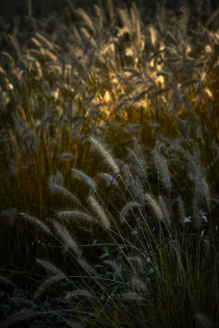 Abendsonne im Gras