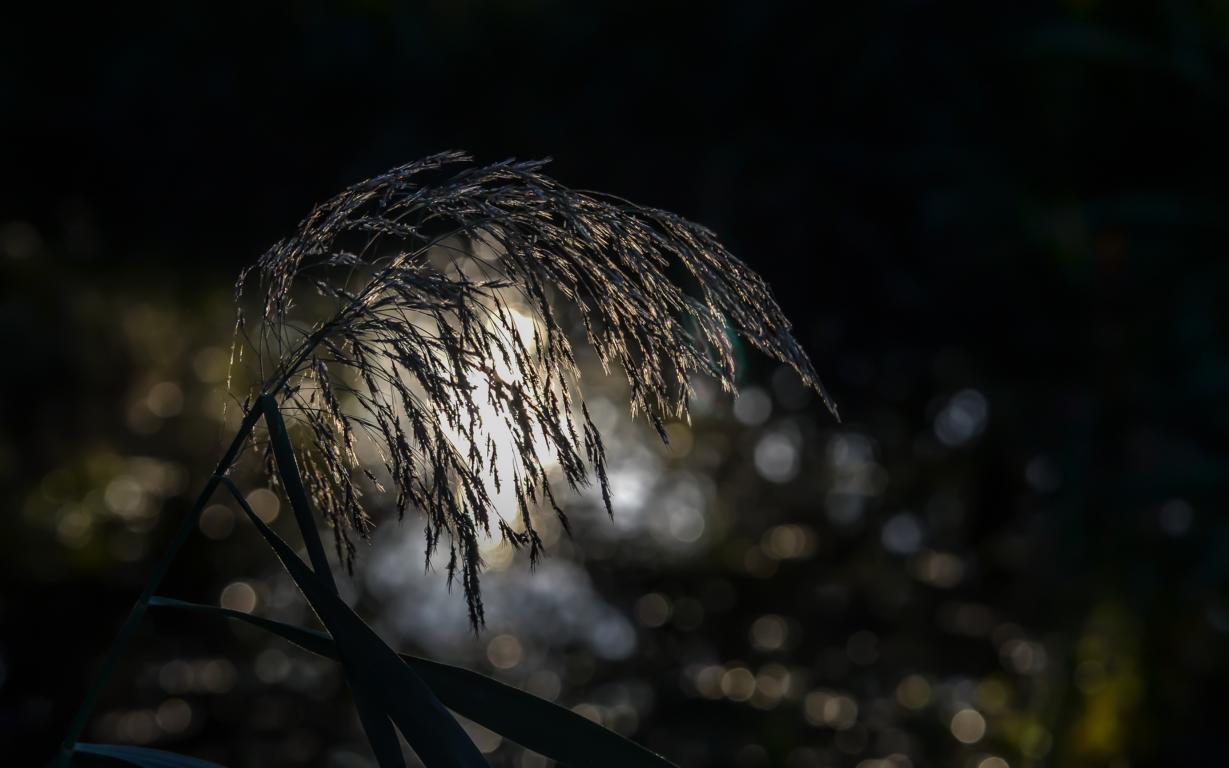 Abendsonne im Gras