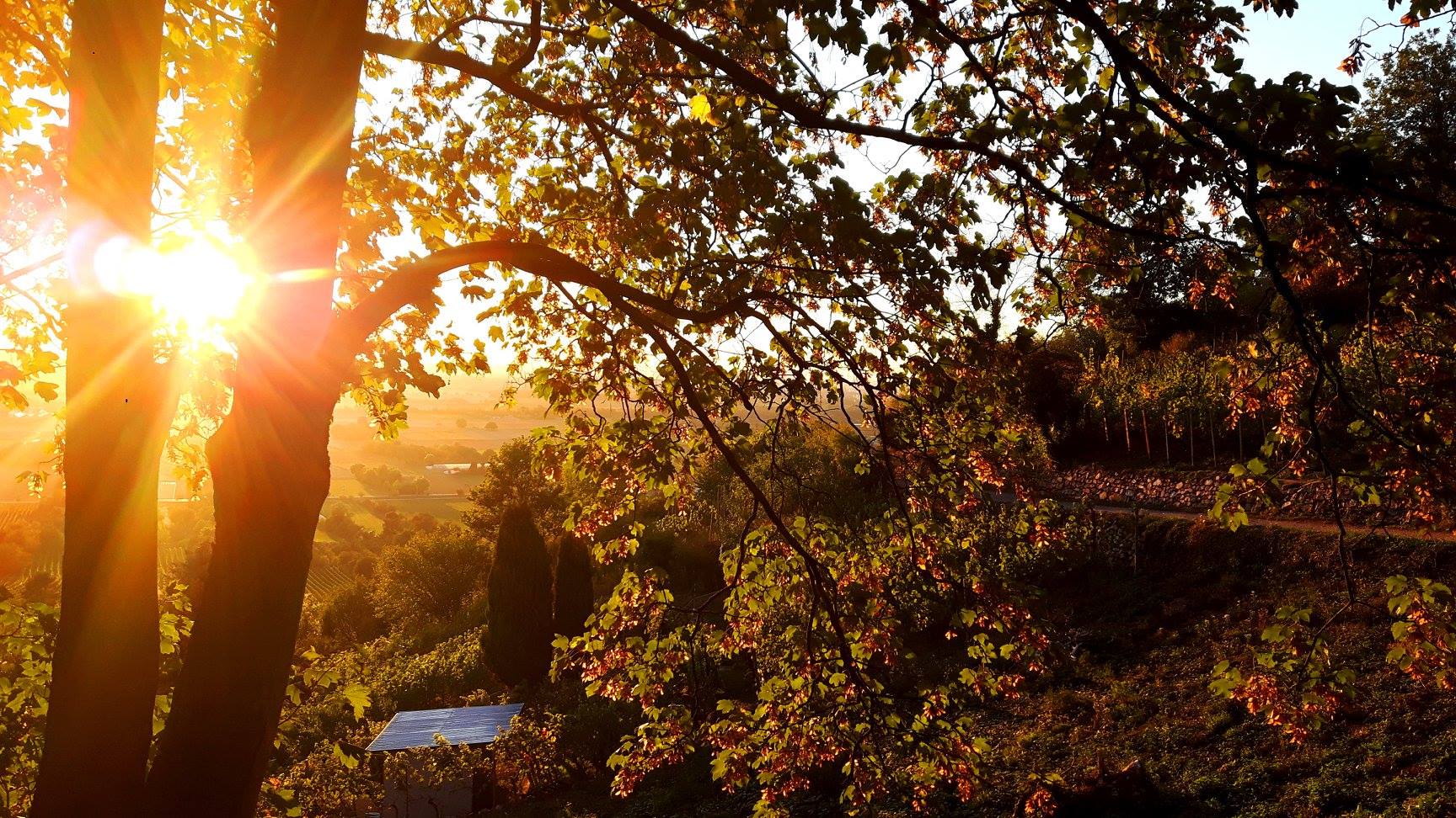 Abendsonne im Herbst