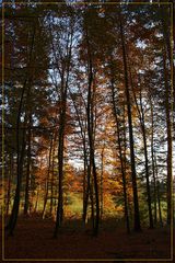 Abendsonne im Herbstwald