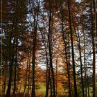 Abendsonne im Herbstwald