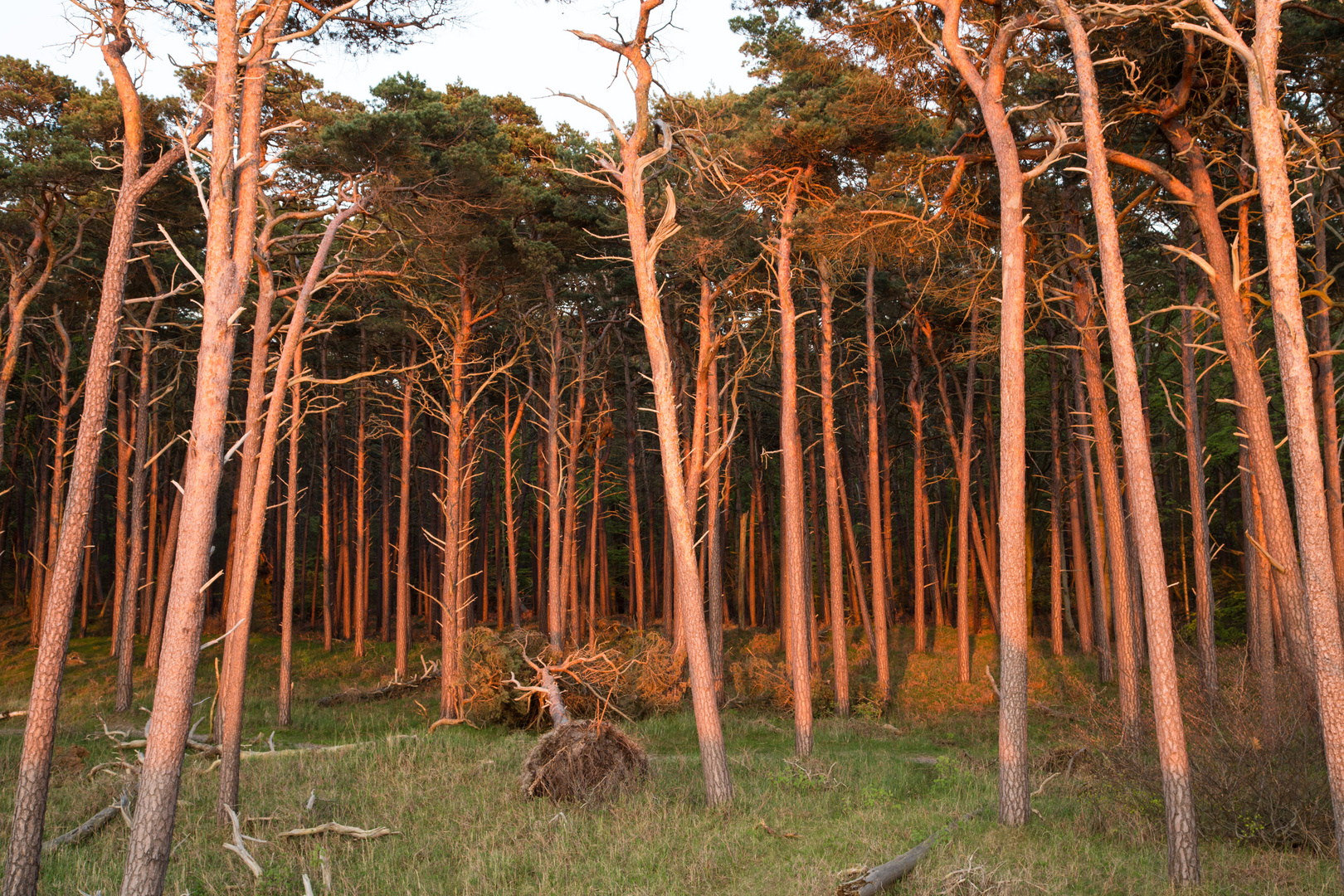 Abendsonne im Kiefernwald