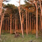 Abendsonne im Kiefernwald