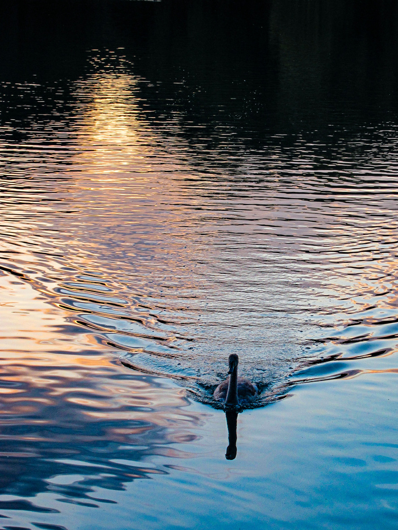 Abendsonne im Kielwasser