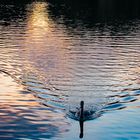 Abendsonne im Kielwasser