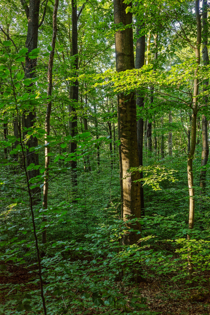 Abendsonne im Laubwald