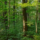 Abendsonne im Laubwald