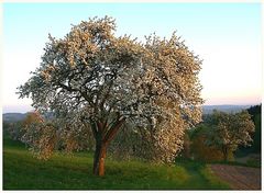 Abendsonne im Linzgau