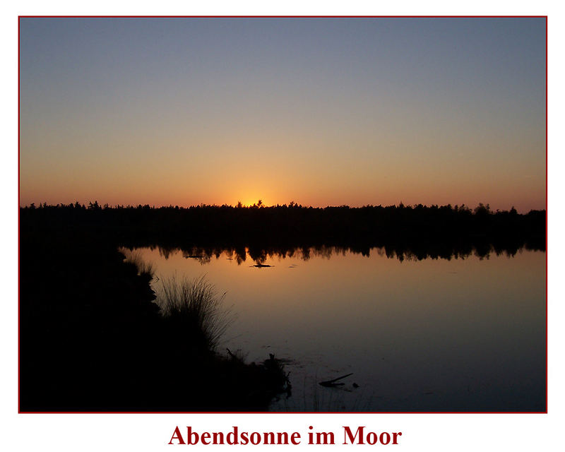 Abendsonne im Moor