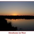 Abendsonne im Moor