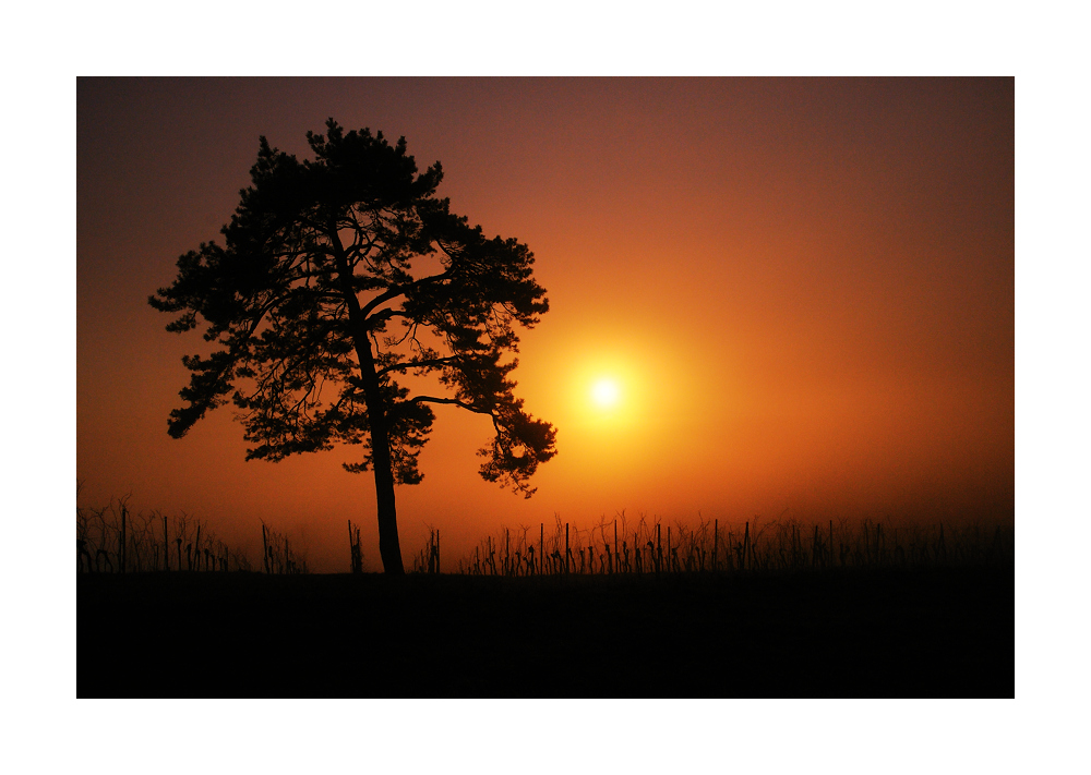 Abendsonne im Nebel