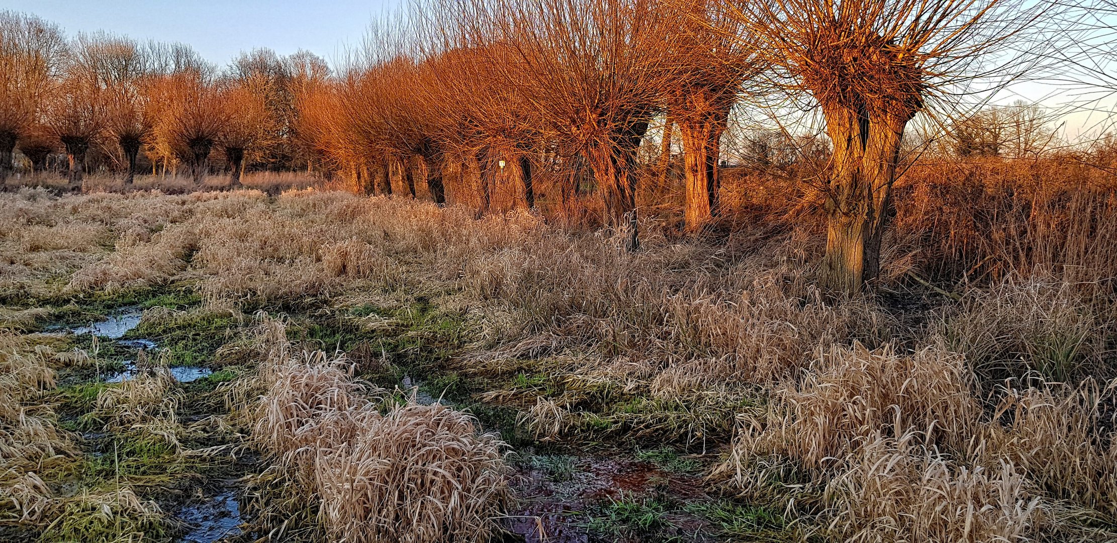 Abendsonne im Niersbruch